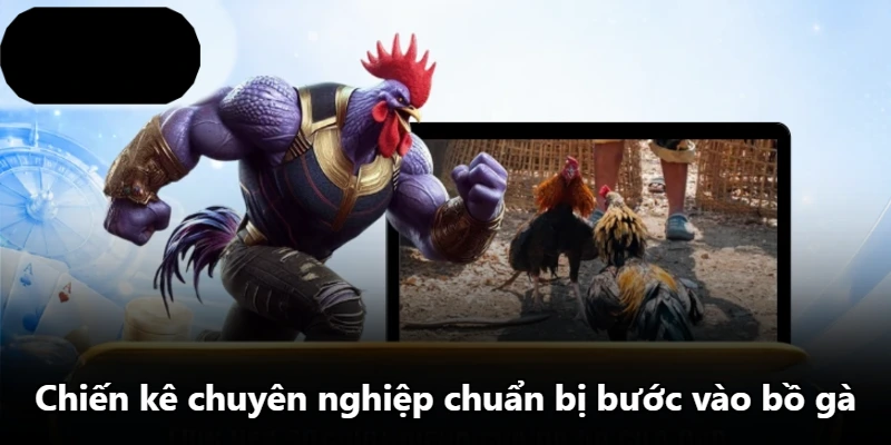 Chiến kê chuyên nghiệp chuẩn bị bước vào bồ gà