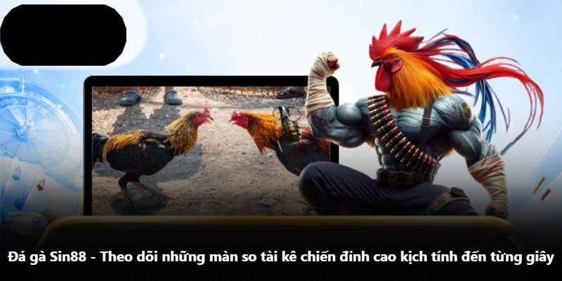 Đá Gà Sin88 - Theo Dõi Những Màn So Tài Kê Chiến Đỉnh Cao Kịch Tính Đến Từng Giây