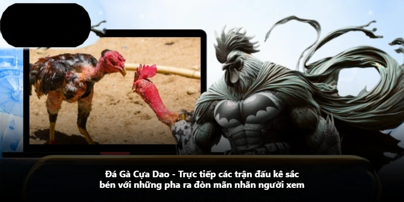 Đá Gà Cựa Dao – Trực Tiếp Các Trận Đấu Kê Sắc Bén Với Những Pha Ra Đòn Mãn Nhãn Người Xem