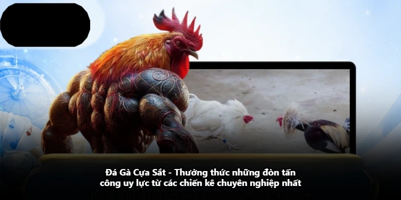 Đá Gà Cựa Sắt – Thưởng Thức Những Đòn Tấn Công Uy Lực Từ Các Chiến Kê Chuyên Nghiệp Nhất