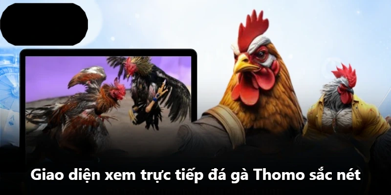 Giao diện xem trực tiếp đá gà Thomo sắc nét