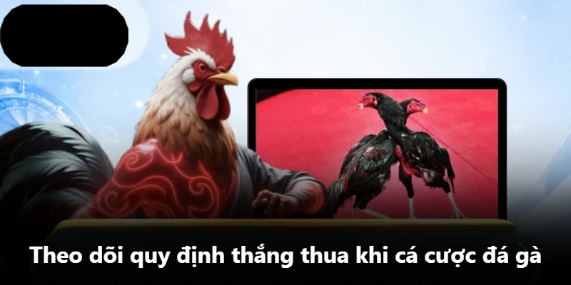 Theo dõi quy định thắng thua khi cá cược đá gà