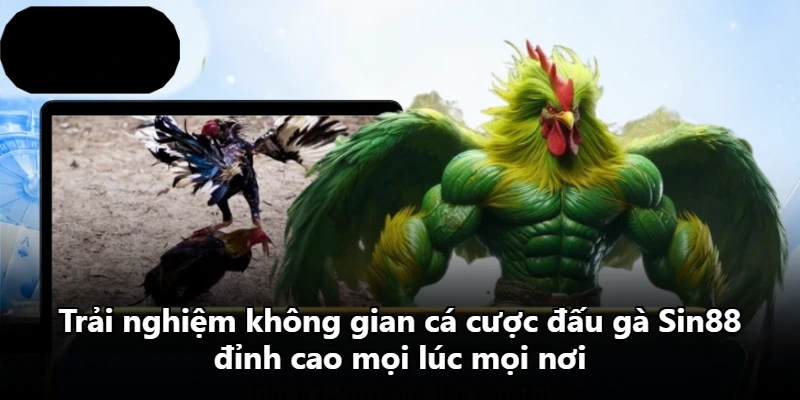 Trải nghiệm không gian cá cược đấu gà Sin88 đỉnh cao mọi lúc mọi nơi Trải nghiệm không gian cá cược đấu gà Sin88 đỉnh cao mọi lúc mọi nơi